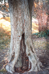 Hole in the trunk of a tree. Alice's tree in Wonderland