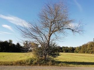 Albero solitario