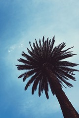 palm tree in the city