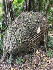 Big stone overgrown with tree roots in Singapore Bukit Batok Nature Park stock photo
