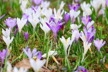 Crocus flowers on meadow in spring