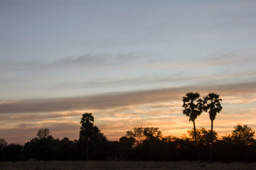 silhouette art of sugar palm tree with rice field