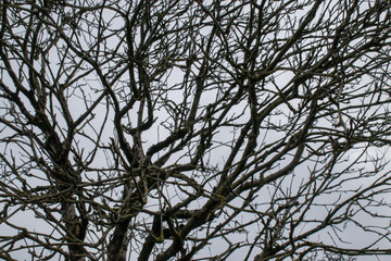 Trees with a cloudy sky