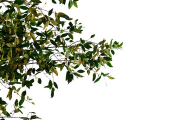 Tropical tree leaves with branches on white isolated background for green foliage backdrop 