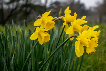 Yellow daffodils in wales for St Davids day