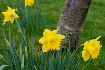 Obraz premium Yellow daffodils in wales for St Davids day