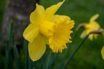 Yellow daffodils in wales for St Davids day