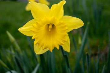 Yellow daffodils in wales for St Davids day