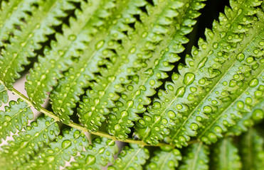 Water drops of the rain on fresh green leaves surface of Paco fern or Vegetable fern (Diplazium Esculentum (Retz.) Sw.) in tropical vegetable garden