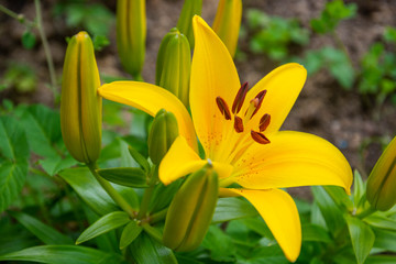 gladiolus in the meadow
