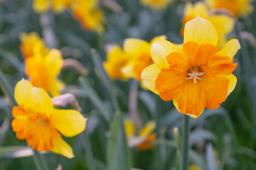 daffodils flowers in the meadow