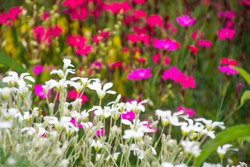 Fototapeta premium forget-me-not flowers in the meadow