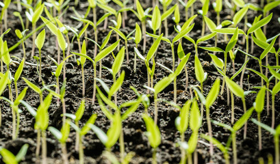 Sunny garden and spring vegetable sprouts