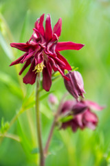 wild orchids in the garden and forest