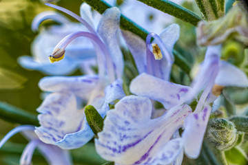 rosemary orchid
