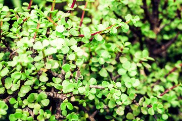 plant near amphitheater in Acitrezza, Catania, Sicily, Italy.