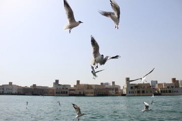 seagulls dancing
