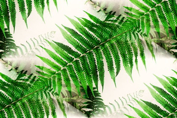 Fresh green leaves pattern of Paco fern, Small vegetable fern, Vegetable fern (Diplazium Esculentum (Retz.) Sw.) are growing in the tropical forest