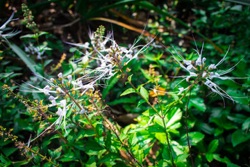 Java tea, Kidney tea plant, Cat’s whiskers (Orthosiphon Aristatus) are flowering and growing in the herb garden