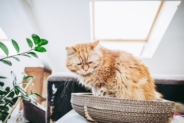 Chat angora roux