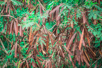 Dry pods (Elongated seeds) of White popinac, Lead tree, Horse tamarind, Leucaena, Lpil-lpil (Leucaena Leucocephala) on the branches with green leaves on tree in the natural forest of Thailand