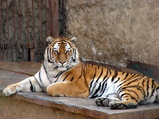Obraz premium tygrys w zoo