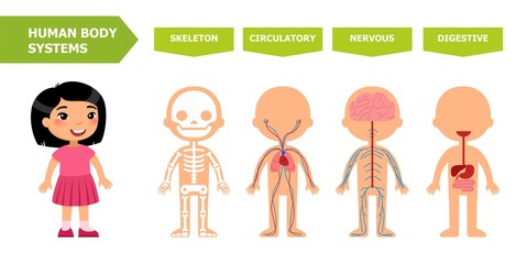 The structure of the human body - anatomy for children. Systems: skeletal, circulatory, nervous, digestive. Cartoon vector illustration. Card for teaching aid. For use in animation, applications