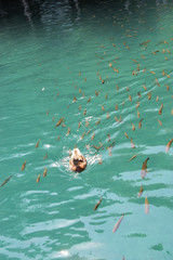 Ente mit Fischschwarm