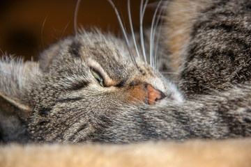 Hauskatze
