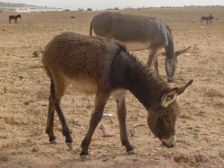 Esel beim Fressen