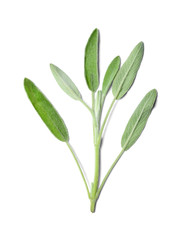 Sprig of fragrant sage on white isolated background. View from above. Close-up.