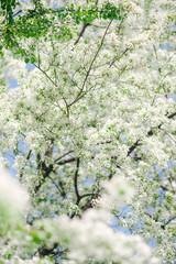 Blooming tree.