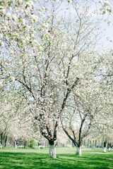 Obraz premium Blooming tree.