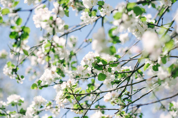 Blooming tree