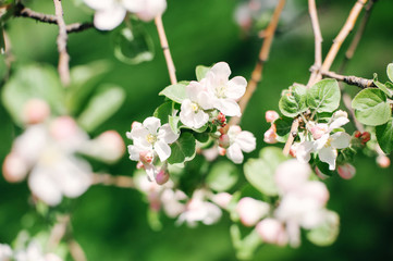 Obraz premium Blooming tree