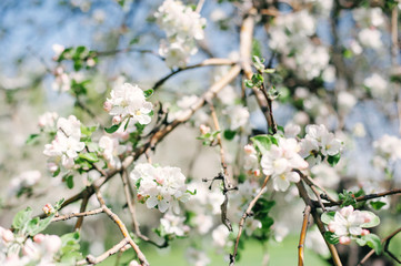 Blooming tree