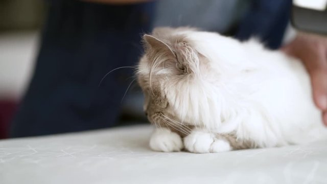 Close up of man brushing beautiful pet scared birman cat at home