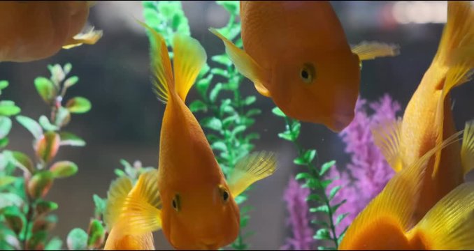 Beautiful fishes in transparent aquarium water