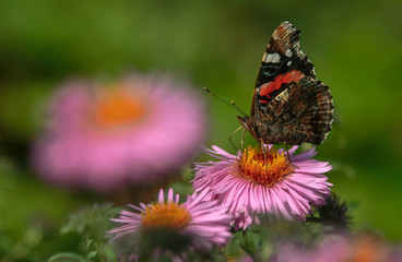 Fototapeta na wymiar A beautiful butterfly sits on an Aster flower and basks in the summer sun.