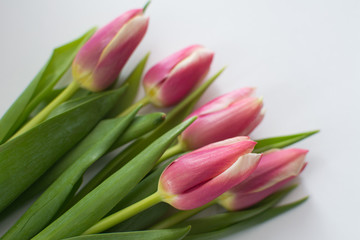 Beautiful bouquet of pink tulips on a white background