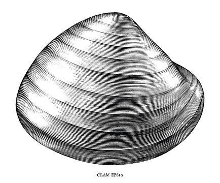 Antique engraving illustration of Clam black and white clip art isolated on white background
