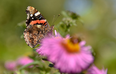 A beautiful butterfly sits on an Aster flower and basks in the summer sun.