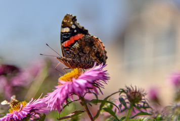 A beautiful butterfly sits on an Aster flower and basks in the summer sun.