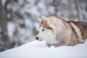Adorable, happy and free beige dog breed siberian husky sitting on the snow in the fairy winter forest