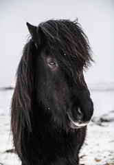 Icelandic horses in the snow