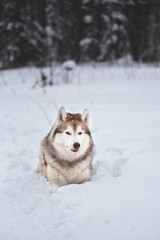 Cute and happy Siberian Husky dog lying on the snow in the forest in winter