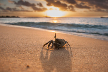 Crab sunset on the beach