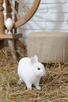 A small and curious white rabbit with blue eyes, jumping over dry hay in a studio with Easter decor.