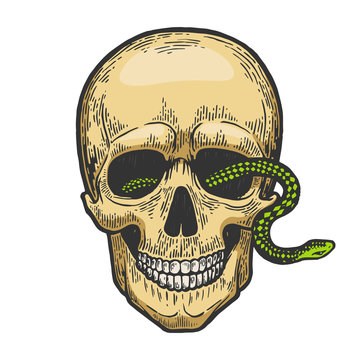 Snake in human skull sketch color engraving vector illustration. Scratch board style imitation. Black and white hand drawn image.