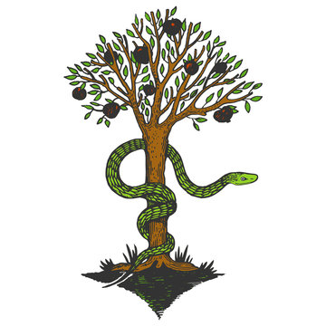 Snake and apple tree of life sketch color engraving vector illustration. Scratch board style imitation. Hand drawn image.